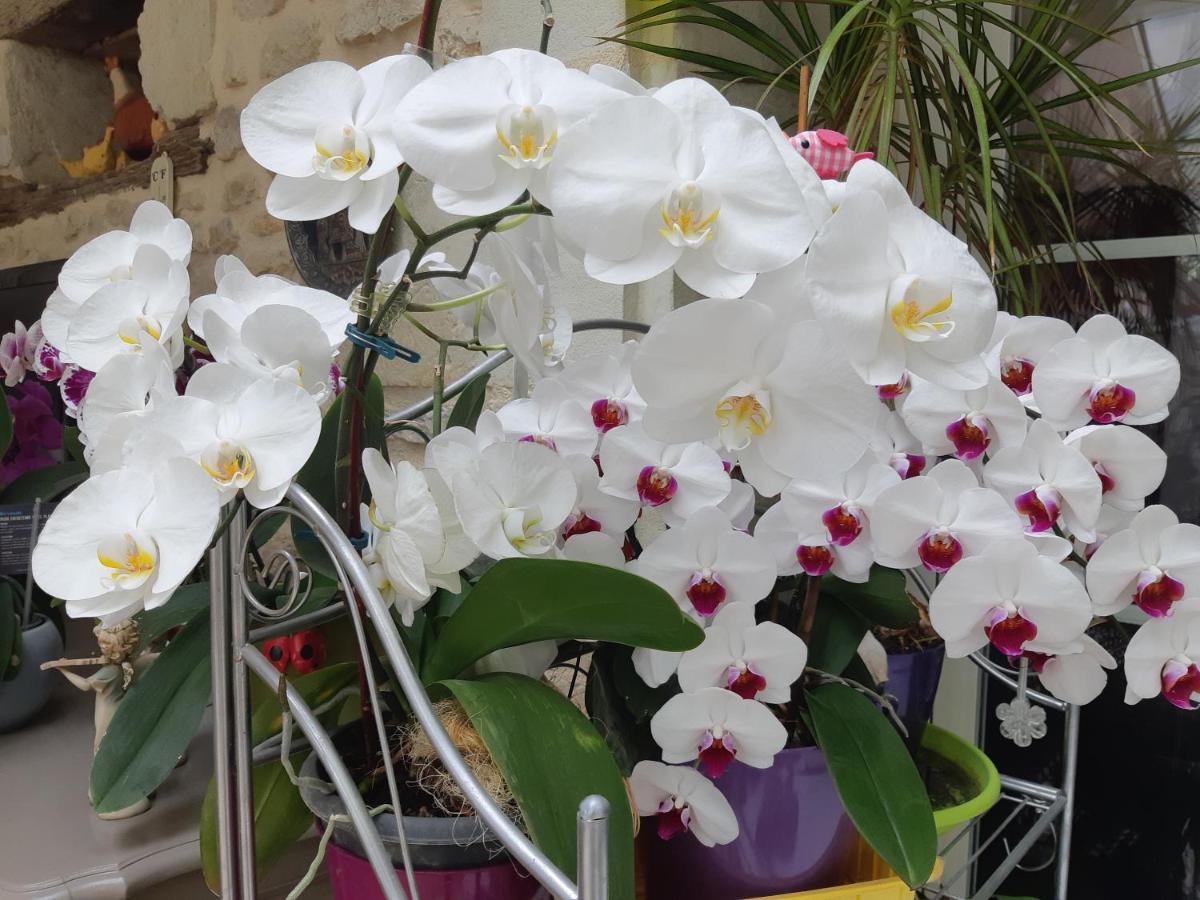 Les Orchidees Chambre Hotes Futuroscope Chasseneuil Poitiers ジョネ・クラン エクステリア 写真