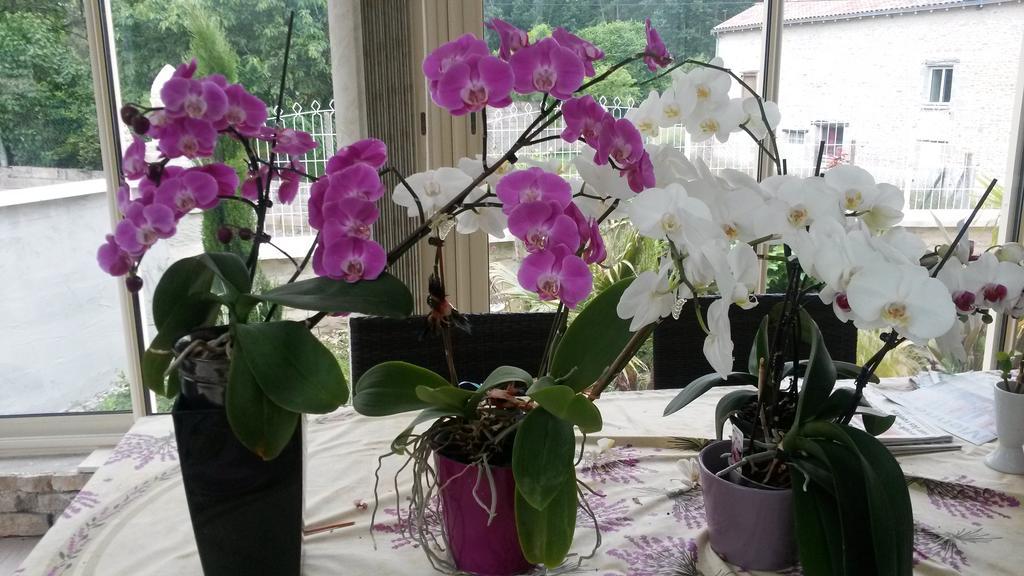 Les Orchidees Chambre Hotes Futuroscope Chasseneuil Poitiers ジョネ・クラン エクステリア 写真